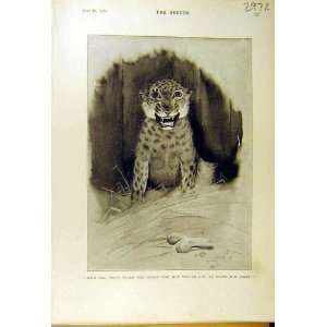   1895 Animal Leopard Sketch Gunning King Comedy Print: Home & Kitchen