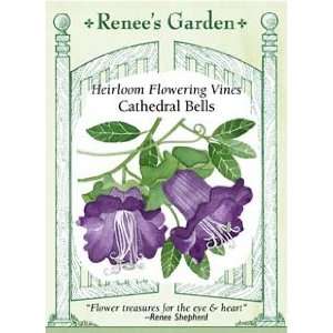  Cathedral Bells Seeds: Patio, Lawn & Garden