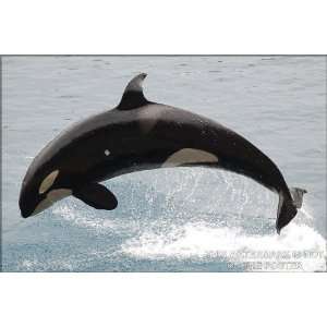  Killer Whale   24x36 Poster: Everything Else