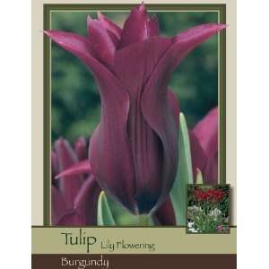  Honeyman Farms Tulip Lily Flowering Burgundy Pack of 50 