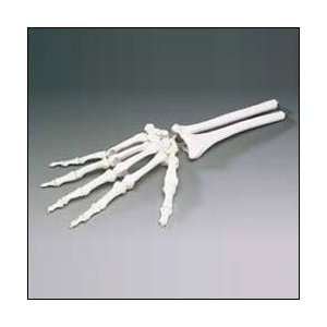 Life Size Elastic Human Hand and Wrist Anatomical Model:  