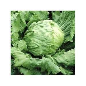 Todds Seeds   Heading Lettuce   Great Lakes 659 Heading Lettuce Seed 