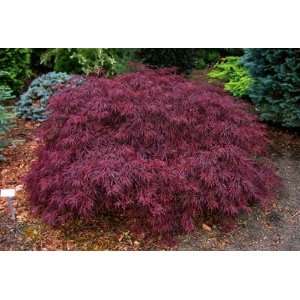  Red Dragon Weeping Japanese Maple 2   Year Graft: Patio 
