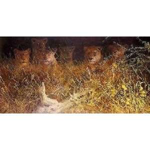    John Seerey Lester   Night Lights African Lions