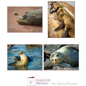  Sea Lions of Galapagos Fine Art Photography Prints matted 