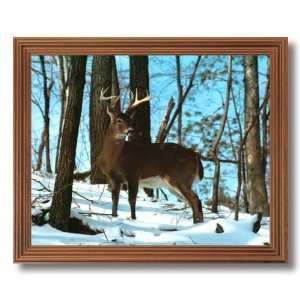  Framed Oak Buck Deer Big Antler Rack Snow Animal Wildlife 