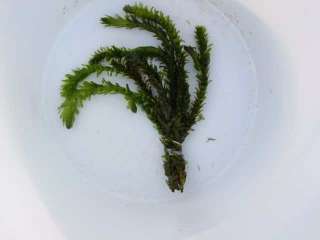 Anacharis and 6 hornwort aquatic submerged plants  