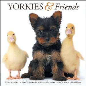  Yorkies & Friends 2012 Wall Calendar: Office Products