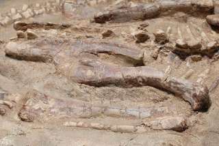 rare, well provenanced prehistoric dinosaur fossil of a juvenile 