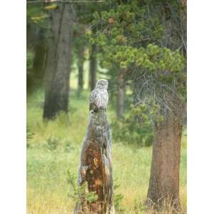 Gray Owl on Tree Stump, Yellowstone National Park National Geographic 