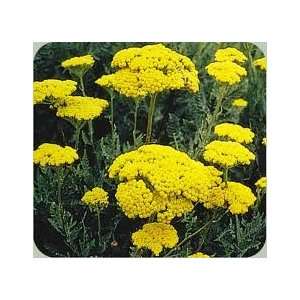  Yarrow Herb Seed   2g Seed Packet Patio, Lawn & Garden