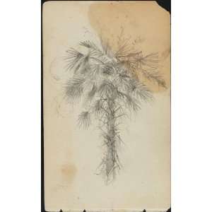     Martin Johnson Heade   24 x 40 inches   Palm Tree