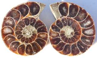   Polished Ammonite Fossil Rainbow Opalized Shell 112 million years old