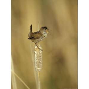  Marsh Wren, Malheur National Wildlife Refuge, Oregon, USA 