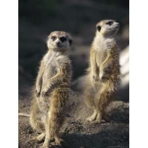  Two Meerkats Stand Guard Outside Their Den National 