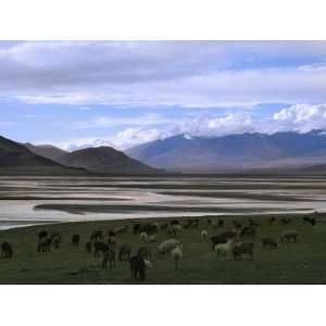  China, Silk Road, Xinjiang Province, Pamir Plateau, Sheep 