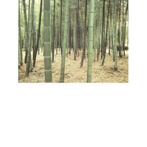 Wallpaper Washington Wallcovering Destinations Murals Bamboo Forest 