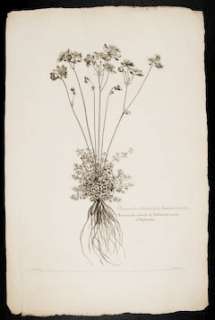 Dodart & Robert 1719 FOLIO Botanical Engraving. Buttercup; Ranunculus 