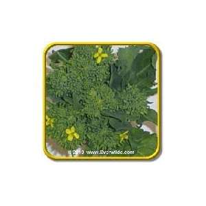   Lb   Early Fall Rapini   Bulk Broccoli Seeds Patio, Lawn & Garden