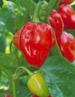 Pepper Hot Caribbean Red Habanero Seeds  