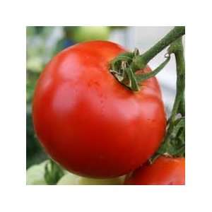  Kimberly Tomato Seed Patio, Lawn & Garden