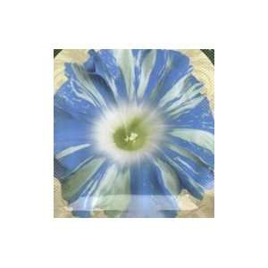  Floating Cloud Morning Glory Seed Pack: Patio, Lawn 