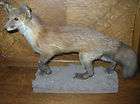 Taxidermy RED FOX Standing Mounted Stuffed Full Size  