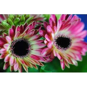  Two Pink Mini Gerber Daisies: Flower Photograph 