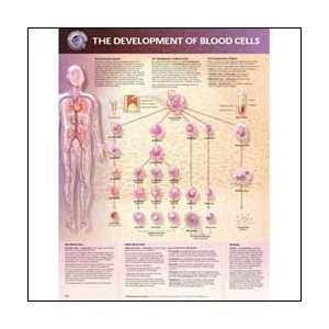  The Development of Blood Cells Anatomical Chart 20 X 26 