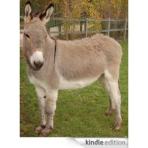 Donkey   Animal Kingdom App Book Shop  Kindle Store