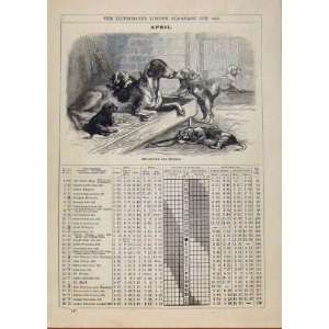   : London Almanack April 1885 Fox Hound Whelps Sketch: Home & Kitchen