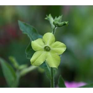  100 LIME GREEN NICOTIANA Alata Flowering Tobacco Seeds 