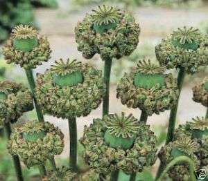POPPY HENS & CHICKS GREAT FOR DRIED FLOWERS 200 seeds  
