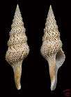 Sea shells Lophiotoma indica 89mm #TUR 30