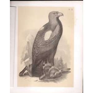  The Golden Eagle From Science Of Birds 1878 Jasper: Home 