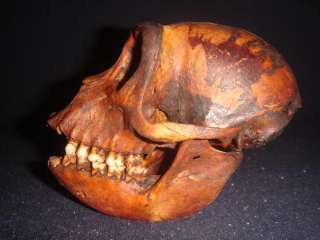 Philippines Macaque Macaca Monkey Skull TAXIDERMY A11  