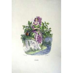 1981 Spring Flowers Lilac Lilas Grandville Colour Print  