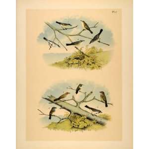  1881 Chromolithograph Birds Vireo Sparrow Flycatcher 