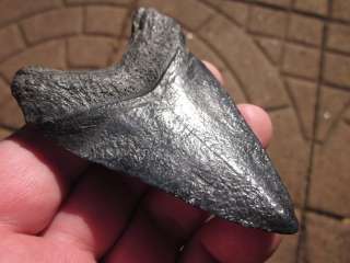 16 MEGALODON SHARK Tooth Fossil VENICE FLORIDA USA  