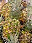pineapple plant kona sugarloaf fruit ananas comosus  