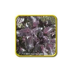   Basil   Herb Seeds   Jumbo Seed Packet (500) Patio, Lawn & Garden
