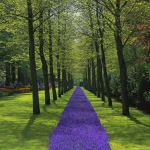  Keukenhof Gardens, Near Amsterdam, Holland (The Netherlands 