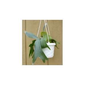  Staghorn Fern 6 Hanging Plant   EXOTIC Patio, Lawn 