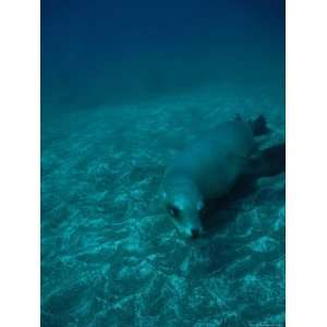  California Sea Lion Swims Close to the Sea Floor Premium 
