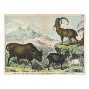  Three Types of Ruminant Buffalo, Goat (Male and Female 