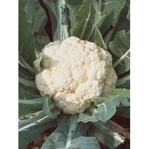   Garden   Cauliflower, Snowball Self Blanching Patio, Lawn & Garden