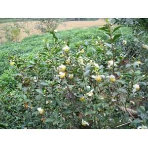   tea seeds   Camellia sinensis seed for plant growing tea tree Kitchen