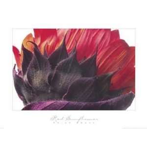   Print   Red Sunflower   Artist Twede   Poster Size 36 X 27 inches