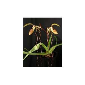Lady Slipper Orchid Plant Paphiopedilum sanderianum Dark Beauty x 