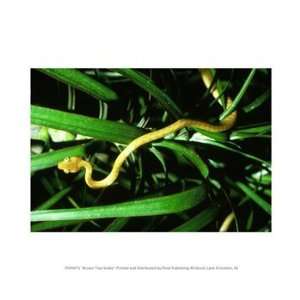  Brown Tree Snake 10.00 x 8.00 Poster Print